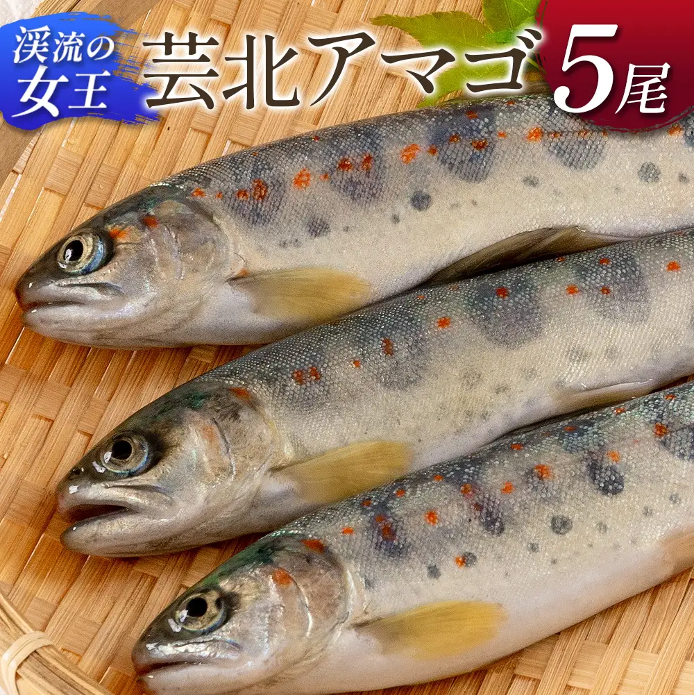 「渓流の女王」芸北アマゴ　5尾セット_OG065_001