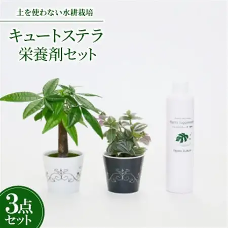 キュートステラ2個＆栄養剤セット【オススメの観葉植物でお届け】【1404518】