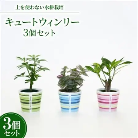 キュートウィンリー3個セット【オススメの観葉植物でお届け】【1404525】