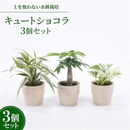 キュートショコラ3個セット【オススメの観葉植物でお届け】【1404526】