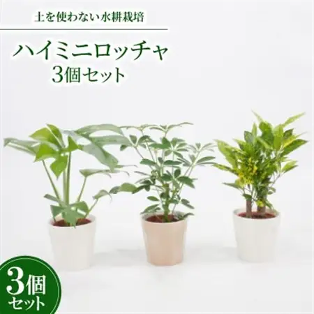 ハイミニロッチャ3個セット【オススメ観葉植物でお届け】【1404534】