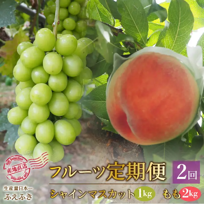 【2026年発送★先行予約】厳選！大人気セット！笛吹市全２回定期便～もも2kg シャインマスカット1kg～ 156-100-26y
