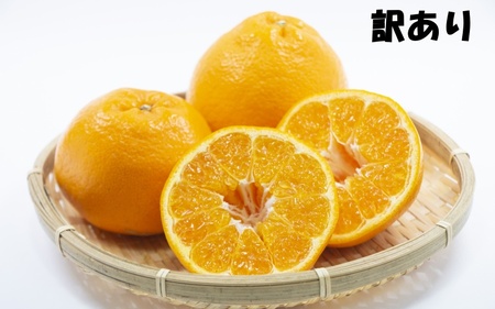 【先行予約】みかん ミカン はるみ 訳あり / 訳あり S-3L サイズおまかせ 石本農園のはるみ 4.5kg 【2027年1月中旬から2月末頃までに順次発送】【mis018B】