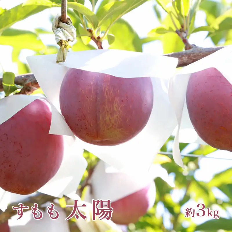 ＜2026年発送先行予約＞すもも「太陽」10～13玉入り×2箱約3ｋｇ ALPAA016