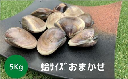 地元漁師が厳選！”天然蛤”ご注文時お勧めサイズお任せセット5kg入り 海鮮 魚介類 魚貝類 貝 はまぐり たっぷり 5kg 