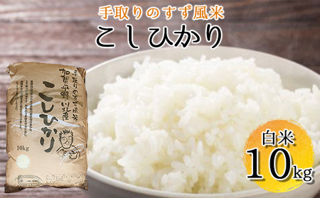 【令和7年度産】手取りのすず風米こしひかり　白米10kg 