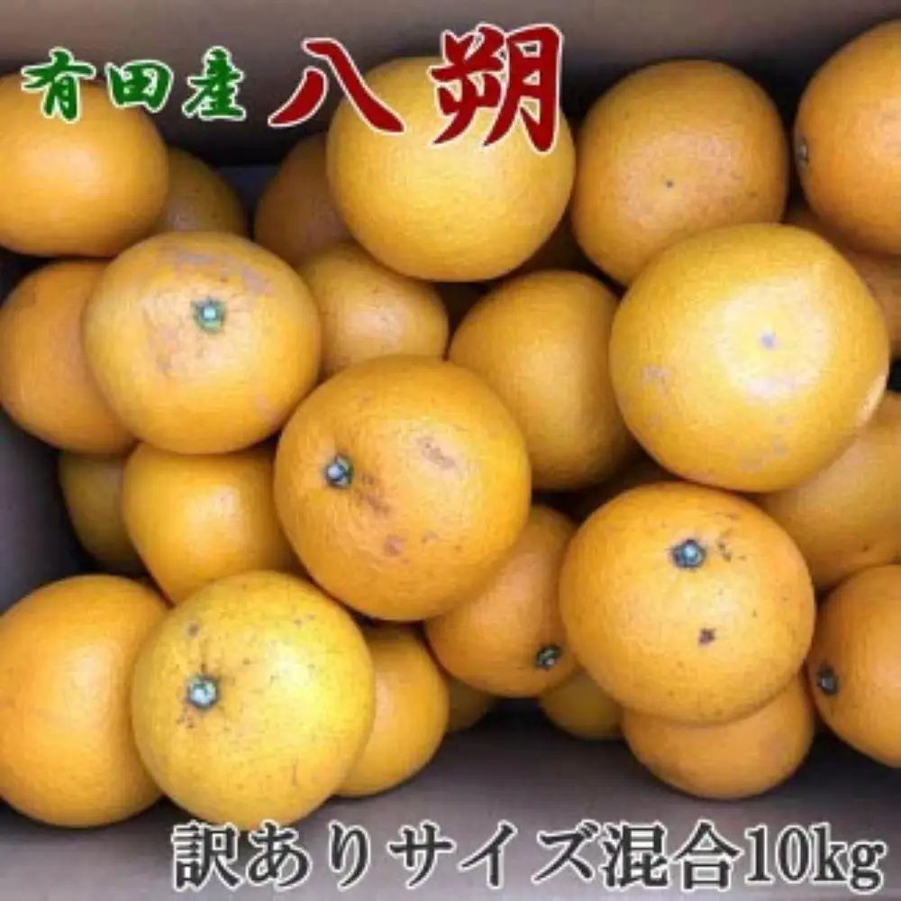 ［手選果・訳あり］有田産の八朔10kg（サイズ混合）★2027年1月下旬より順次発送