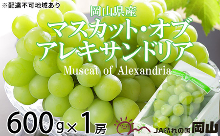 ぶどう 2026年 先行予約 マスカット ・オブ・アレキサンドリア 約600g×1房 6月下旬～7月下旬発送 