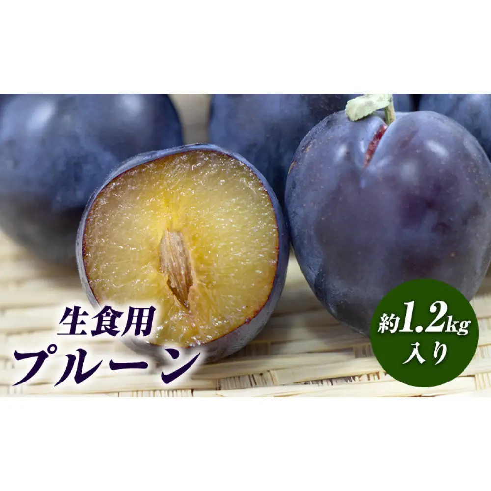 生食用プルーン約1.2kg【2026年8月中旬以降発送予定】 | プルーン