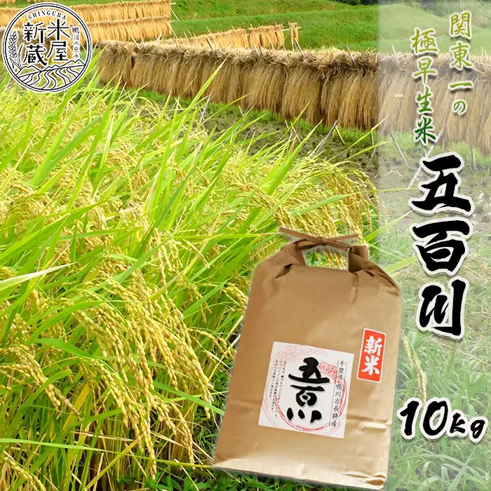 《令和７年産》【米屋新蔵】関東一の極早生米『五百川』10kg　[0032-0004]
