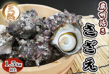 【漁協直送！】房州黒潮育ち『天然 活サザエ』1.5kg以上（8～12個）　《期間限定》《数量限定》《配送日指定OK》《配送指定 令和8年5月末日まで》さざえ 栄螺 刺身 活魚 [ウオポート][0017-0028] [0017-0028]