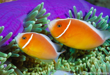清水町ふるさと大使　海洋生物写真家　峯水亮氏による　作品パネル　Pink anemonefish（DSC_0654_A3W）