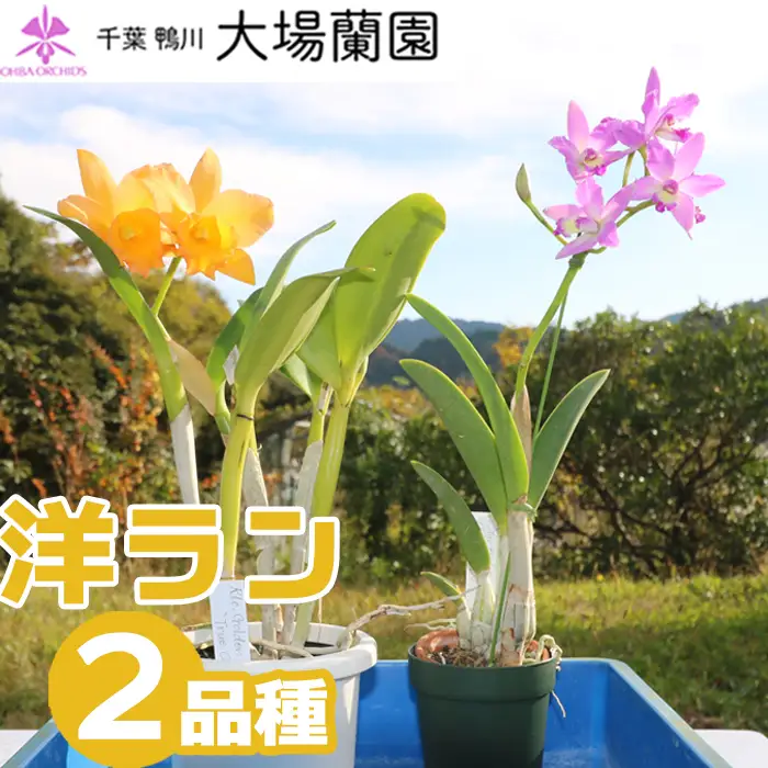 【大場蘭園発】鑑賞用 洋ラン2品種セット [0020-0072]