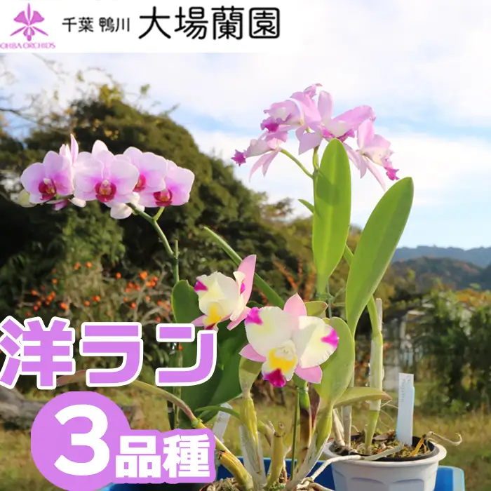 【大場蘭園発】鑑賞用 洋ラン3品種セット [0030-0108]
