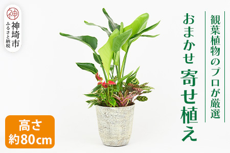 オリジナルアレンジ観葉植物　Lサイズ (H086106)
