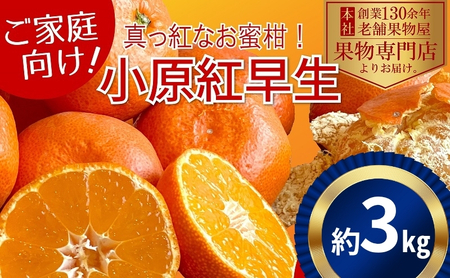 【2026年11月中旬より順次発送】ご家庭用！真っ赤なみかんの小原紅早生　約3kg 果物 フルーツ 柑橘 デザート おやつ 食後 国産 日本産 産地直送 香川オリジナル品種 食べ物 