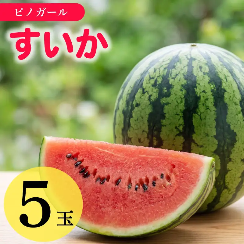 【先行予約】 すいか Lサイズ 5個入  ピノガール 牧之原市 静岡県 福代農園