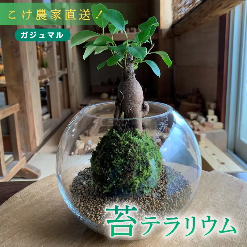 【こけ】こけ 専門 農家 直送！ ガジュマル 苔玉
