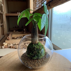 123-4 　こけ専門農家直送!!パキラ苔玉