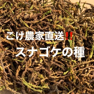 123-10　こけ専門農家直送!!スギゴケの種10L