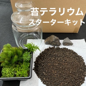 123-15　こけ専門農家直送!!苔テラリウムスターターキット