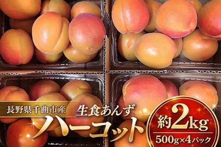 【数量限定】 あんず ハーコット 生食用 約2kg｜ あんず