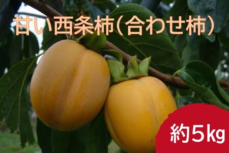 山陰浜田市 甘い西条柿（合わせ柿）生食用約5kg【113_2062】