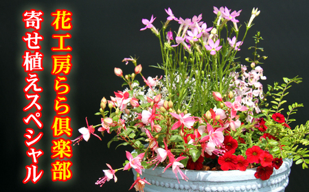 東北最大級のガーデニング専門店 厳選 『季節の寄せ植え』スペシャル 12種類 ～ 14種類 【花工房らら倶楽部】 花 生花 フラワー 植物 観葉植物 寄せ植え 季節 鉢植え 鉢 ポット ガーデニング 庭 玄関 ベランダ 国産 産地直送 期間限定 人気 おすすめ 予約 早期予約 先行予約