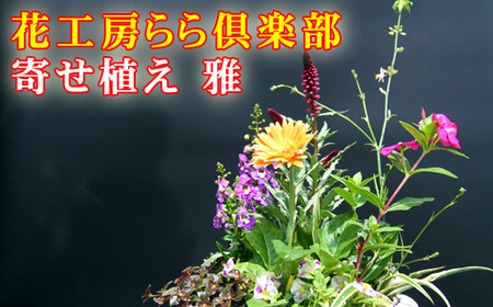 東北最大級のガーデニング専門店 厳選 『季節の寄せ植え』雅 8種類 ～ 10種類 【花工房らら倶楽部】 花 生花 フラワー 植物 観葉植物 寄せ植え 季節 鉢植え 鉢 ポット ガーデニング 庭 玄関 ベランダ 国産 産地直送 期間限定 人気 おすすめ 予約 早期予約 先行予約