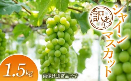 【2026年発送 先行予約】訳あり シャインマスカット 1.5kg マスカット ぶどう ブドウ 葡萄 デザート フルーツ 果物 くだもの 果実 食品 山形県 FSY-0696
