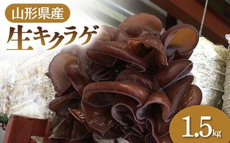 【2026年発送 先行予約】 山形県産 生キクラゲ 1.5kg きのこ キノコ 野菜 食品 山形県 FSY-0698