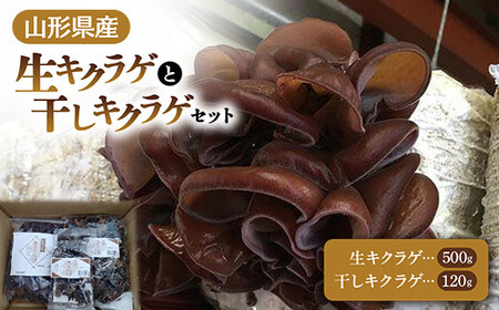 【2026年発送 先行予約】 山形県産 生キクラゲ 500g と 干キクラゲ 100gと20gのセット きのこ キノコ 野菜 食品 山形県 FSY-0699