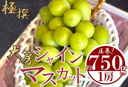 【先行予約】 大房 シャインマスカット 1房 約750g シャインマスカット