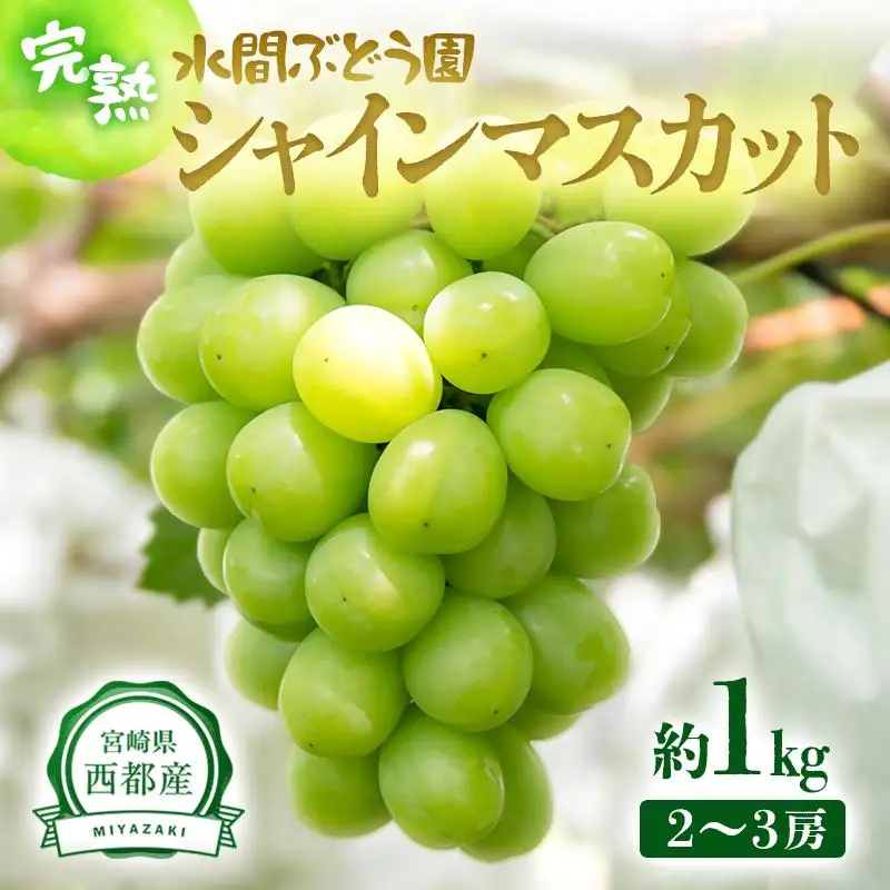 【先行予約】シャインマスカット約1kg 2～3房 西都産完熟ぶどう 水間ぶどう園＜16-2a＞