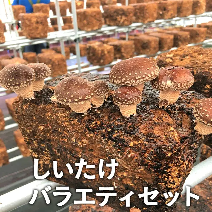 山口県産しいたけ「ひよりちゃん」バラエティセット【ひよりの里】