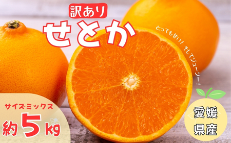 【2027年先行予約】訳あり せとか 5kg ご家庭用 【2027年2月中旬以降発送予定】 みかん 人気 数量限定 愛媛 柑橘 伊予市｜B146
