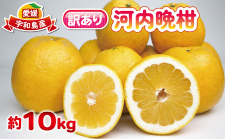 初夏の柑橘 訳あり 河内晩柑 みかん 10kg 杉本屋 柑橘 B010-143001
