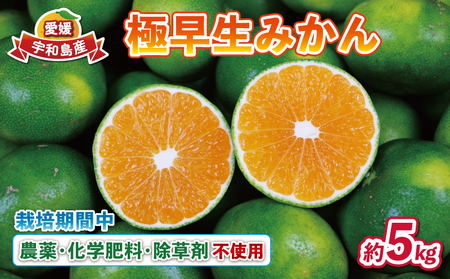 極早生みかん 5kg 先行予約 栽培期間中 農薬 化学肥料 除草剤 不使用 なかい果樹園 極早生みかん B012-144001