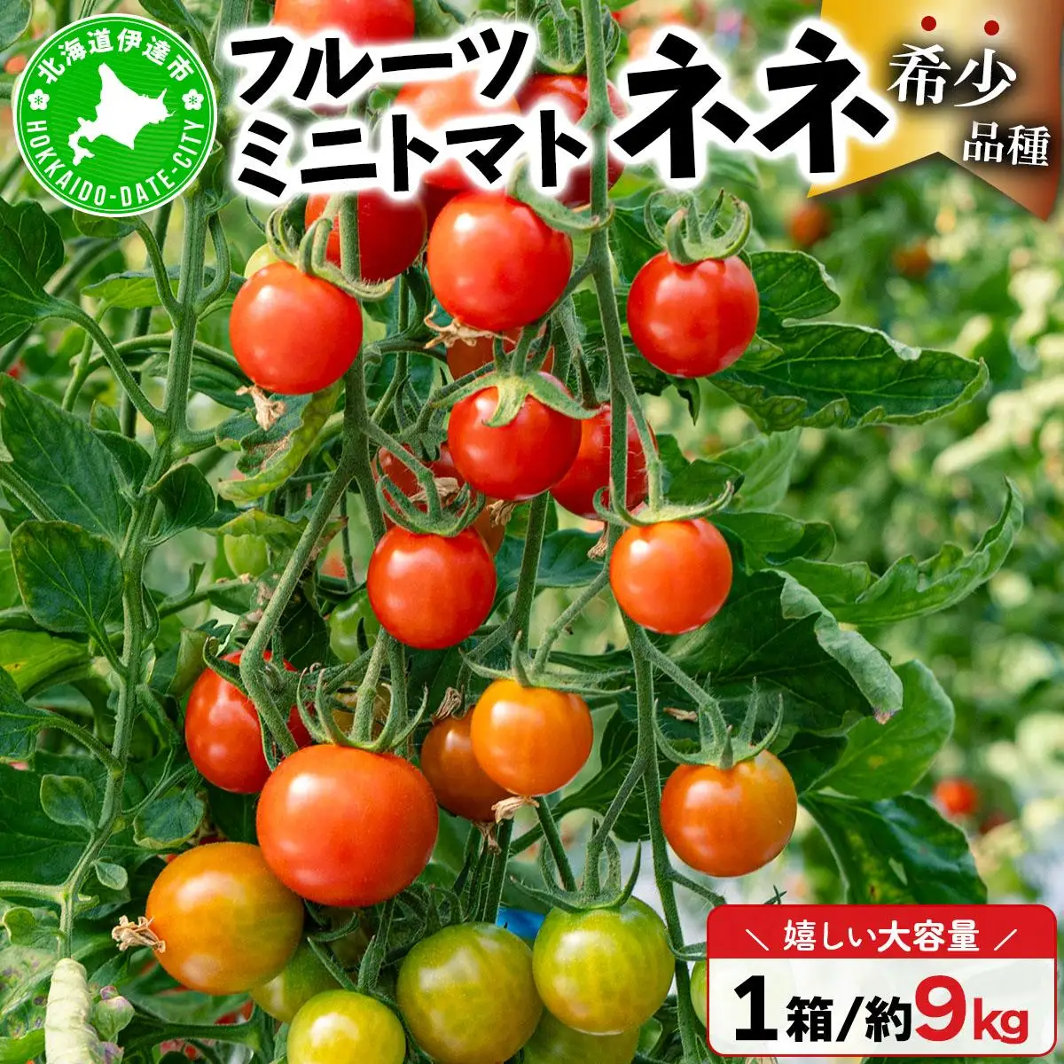 【2026年先行予約】北海道産 ミニトマト ネネ 約9kg フルーツトマト プチトマト 甘い 濃厚 彩り 鮮やか 希少 お中元 お歳暮 暑中見舞い 帰省土産 ご自宅用 産地直送 大滝農園 送料無料 北海道 伊達