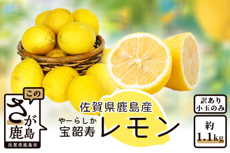＼訳あり＆希少品種！／ 低温蔵出し 宝韶寿レモン 約1.2kg（小玉のみ）｜ノーワックス 国産レモン 皮まで安心 フルーツ 柑橘類 調味用 ドリンク用 お菓子作りにも A-140