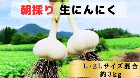 【生にんにく田子町産 (なま)】L＆2L size『3kg』