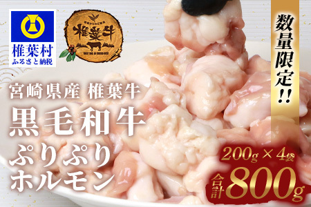 宮崎県産 椎葉牛 ぷりぷりホルモン（小腸）もつ鍋・焼肉用 200g×4P（800g）国産牛 ホルモン 牛モツ もつ もつ鍋 ホルモン単品 焼肉 BBQ TK-82