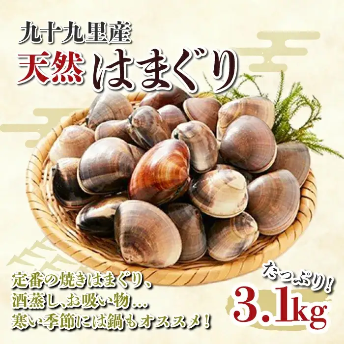 九十九里産 大粒 天然はまぐり3.1kg SHF002/ 絶品天然はまぐり 万能食材天然はまぐり 九十九里産天然はまぐり 蛤 ハマグリ海鮮 貝 貝類 