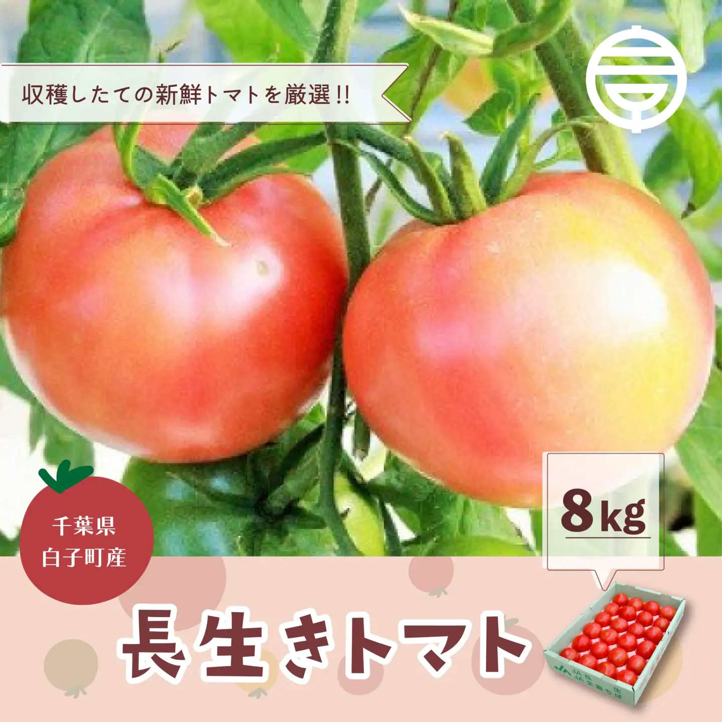千葉県長生トマト8kg SHK004