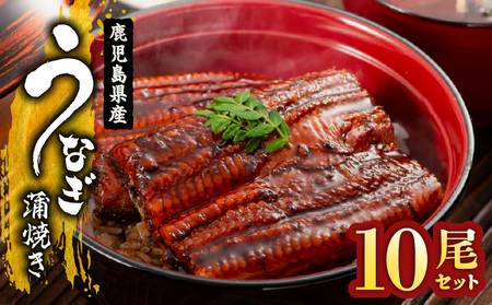 【 土用の丑の日特集 】 2125 鹿児島県産 うなぎ蒲焼き 10尾 KN058-002-10 魚 冷凍 鰻