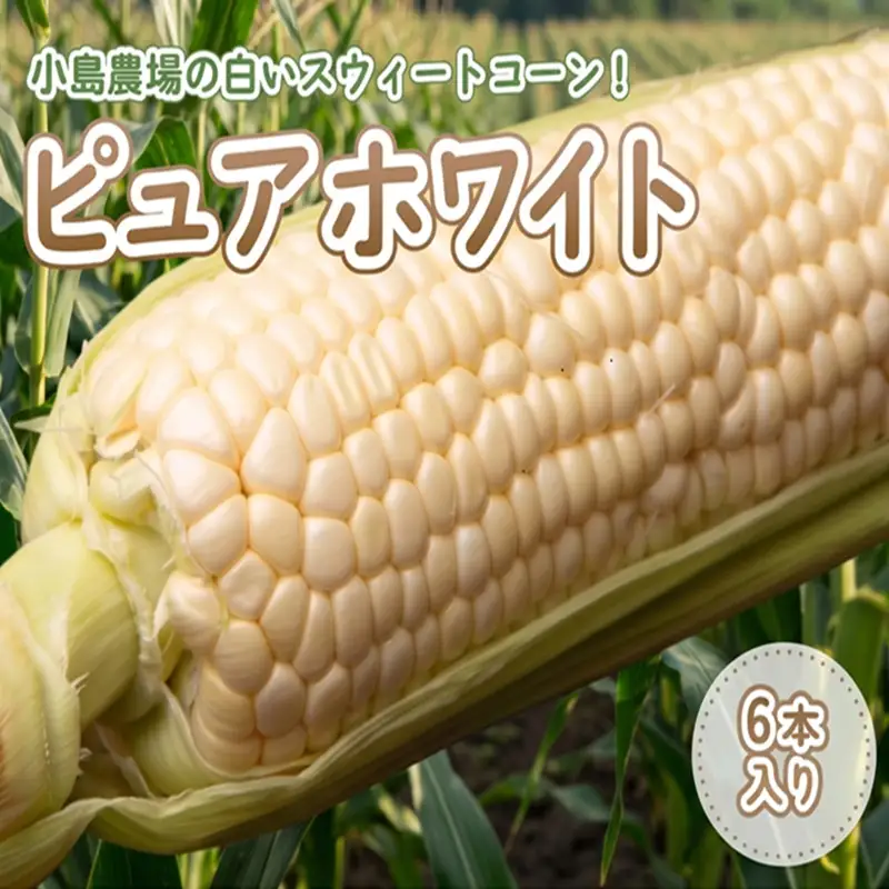 【先行予約】小島農場の白いスウィートコーン！ピュアホワイト6本入り【配送不可地域：離島・沖縄県】（2026年7月上旬より順次発送） AF013 | ピュアホワイト