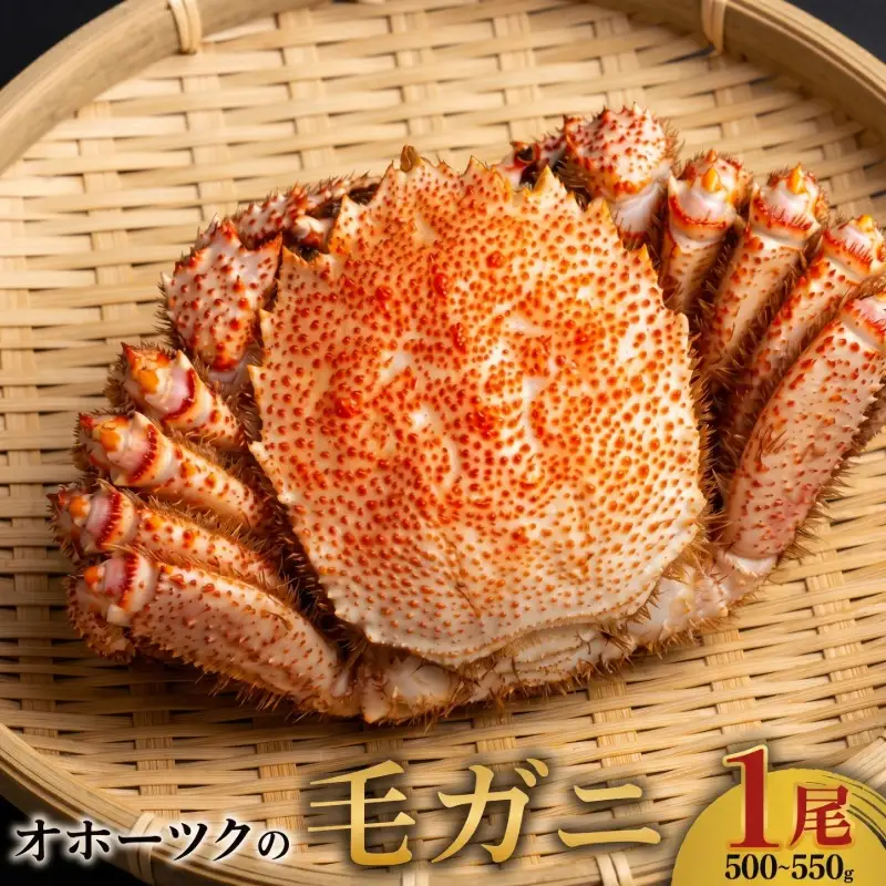 オホーツクの毛ガニ　[500g～550g×1尾]【配送不可地域：離島】 毛ガニ AH002