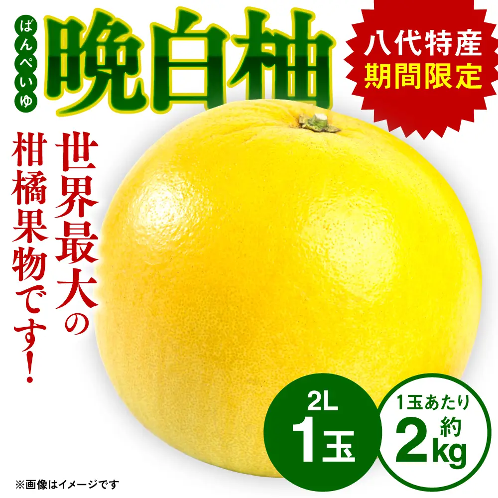 先行予約】熊本県八代市産 晩白柚 （ばんぺいゆ） 2Lサイズ(約2kg)×1玉