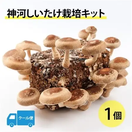 神河しいたけ栽培キット(しいたけ菌床)1個　※5月～10月順次発送【配送不可地域：離島】【1411533】