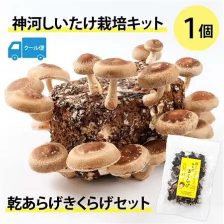 神河しいたけ栽培キット(しいたけ菌床)1個と乾あらげきくらげセット　※5月～10月順次発送【配送不可地域：離島】【1411538】